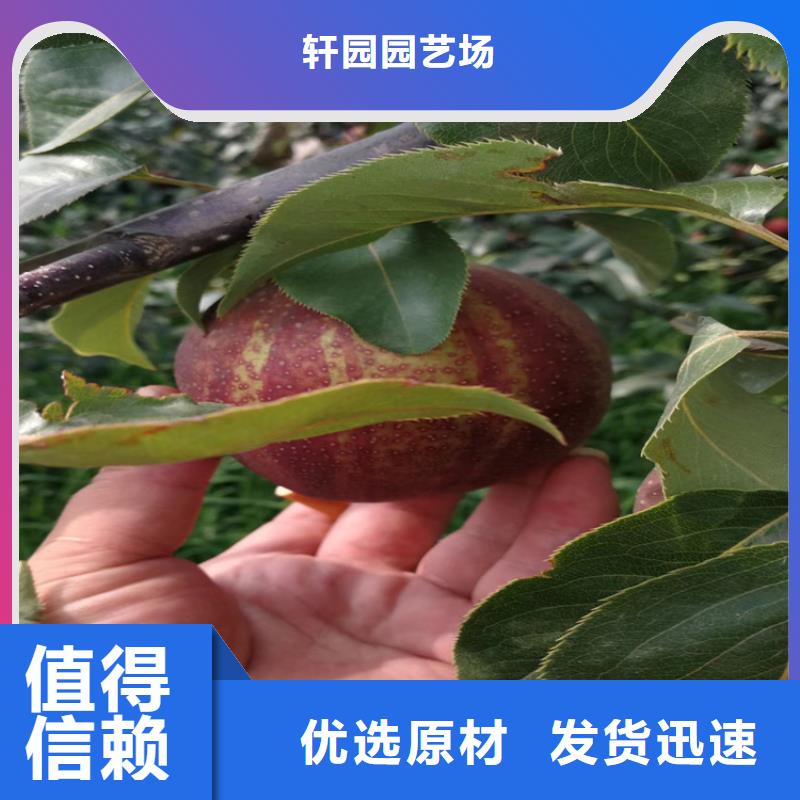 梨树樱桃苗工艺精细质保长久