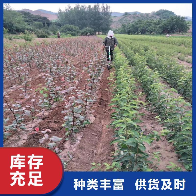 【 梨树无花果苗国标检测放心购买】由轩园为您