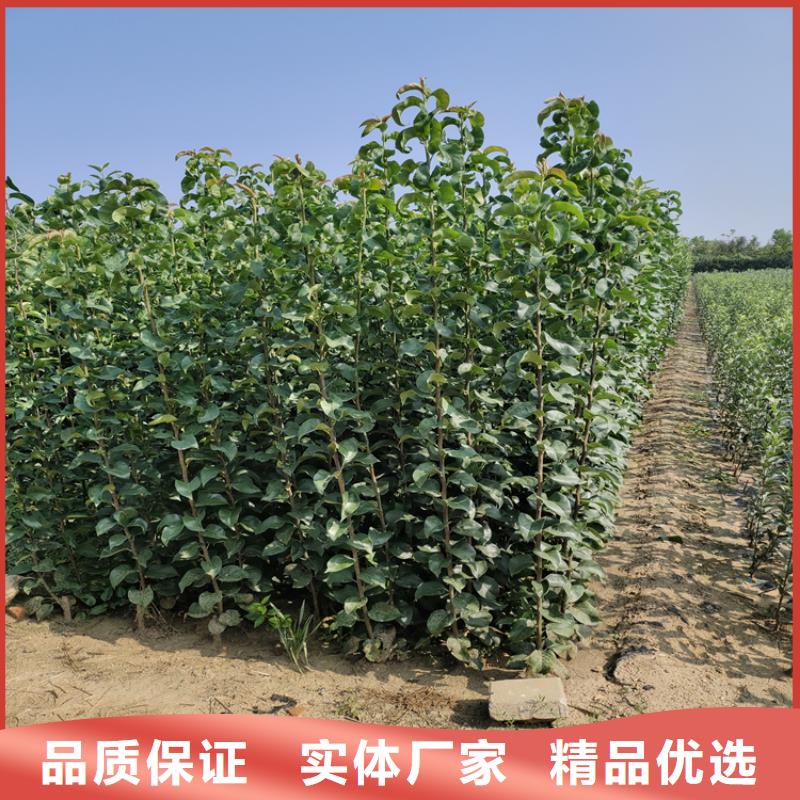 梨树_石榴树市场报价