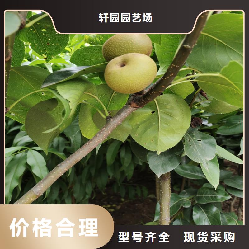 【 梨树无花果苗国标检测放心购买】由轩园为您