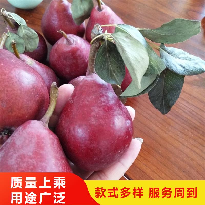 梨树_【黄瓜苗】核心技术