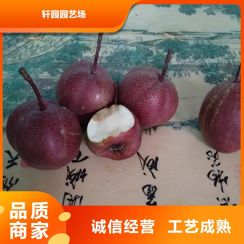 杏树苗视频-杏树苗|内蒙古包头市|乌海|呼伦贝尔|兴安|乌兰察布|锡林郭勒|赤峰