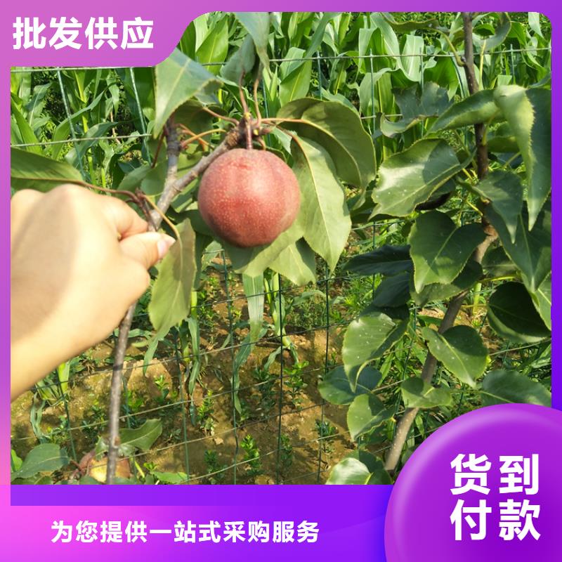 梨树【葡萄苗】匠心品质