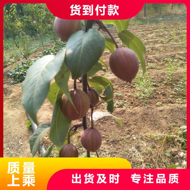 杏树苗视频-杏树苗|内蒙古包头市|乌海|呼伦贝尔|兴安|乌兰察布|锡林郭勒|赤峰