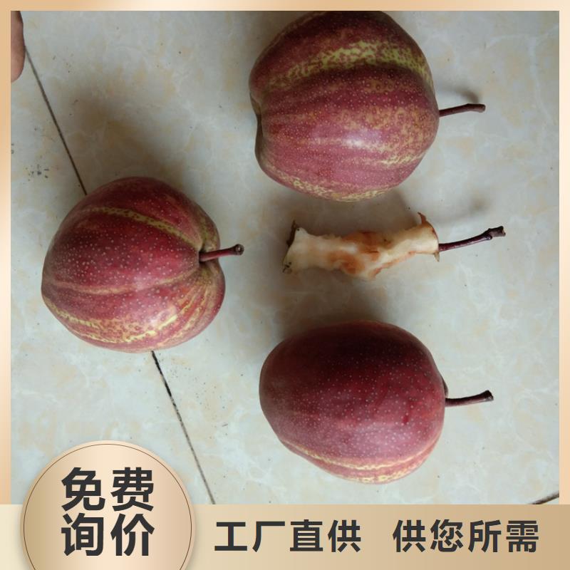 杏树苗视频-杏树苗|内蒙古包头市|乌海|呼伦贝尔|兴安|乌兰察布|锡林郭勒|赤峰