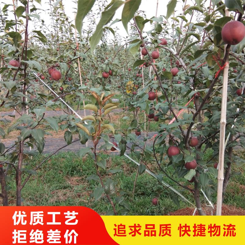 梨树_【黄瓜苗】核心技术