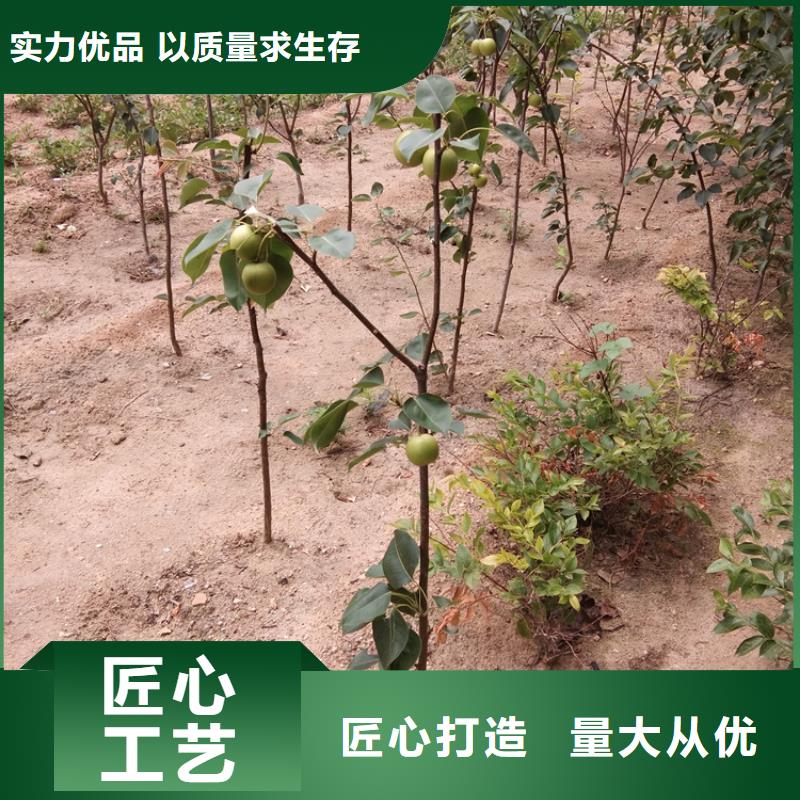 杏树苗视频-杏树苗|内蒙古包头市|乌海|呼伦贝尔|兴安|乌兰察布|锡林郭勒|赤峰