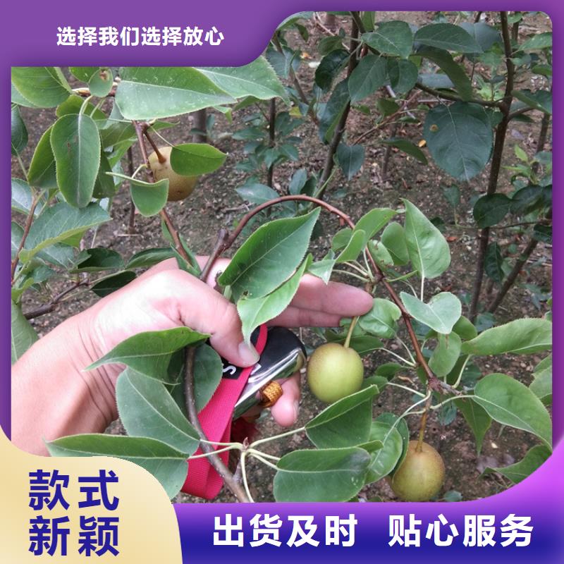 【 梨树无花果苗国标检测放心购买】由轩园为您