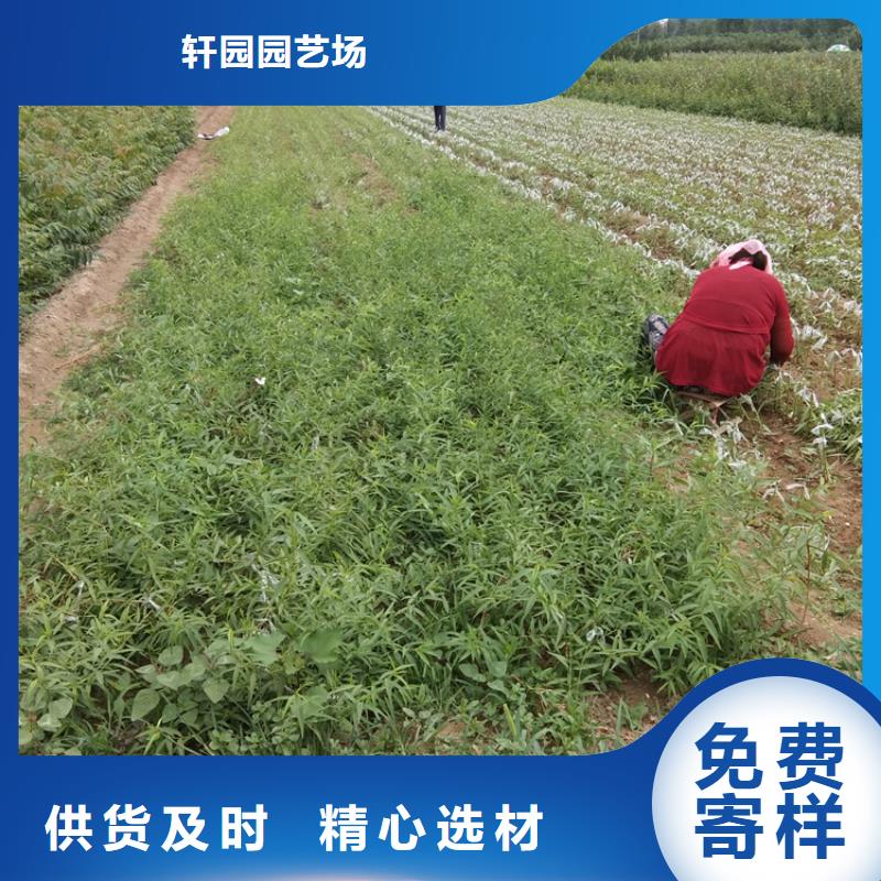 梨树_石榴树市场报价