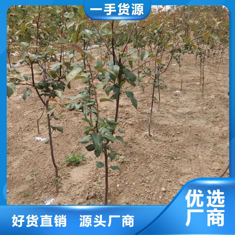 梨树樱桃苗工艺精细质保长久