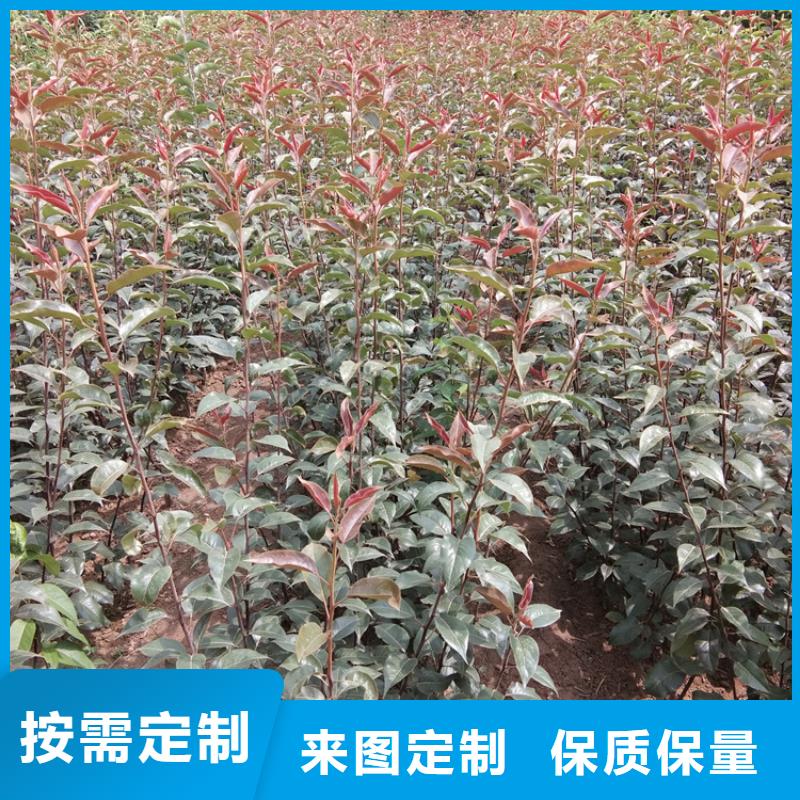 杏树苗视频-杏树苗|内蒙古包头市|乌海|呼伦贝尔|兴安|乌兰察布|锡林郭勒|赤峰