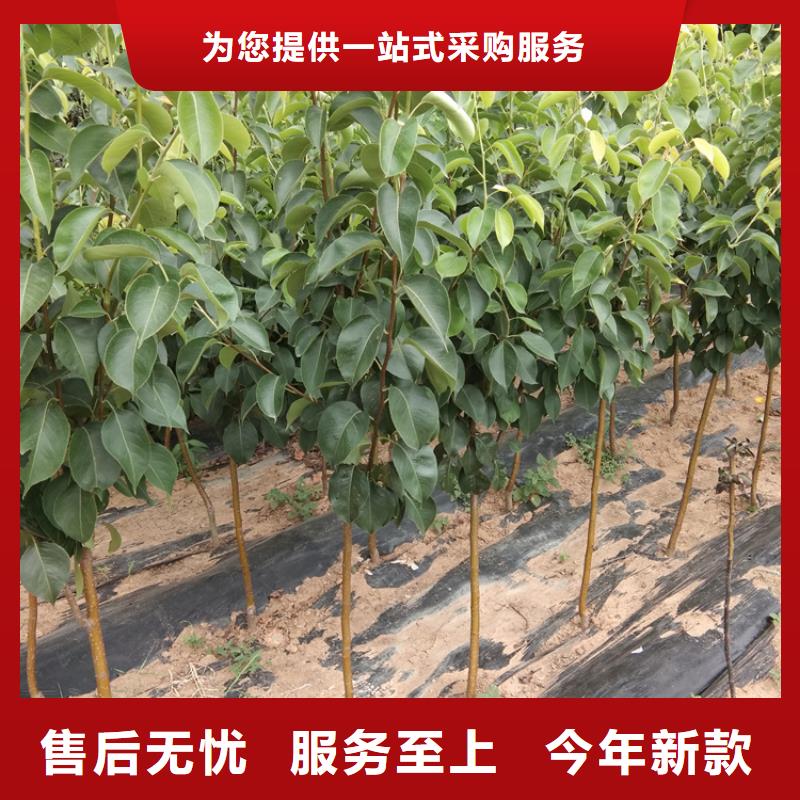 梨树【葡萄苗】匠心品质