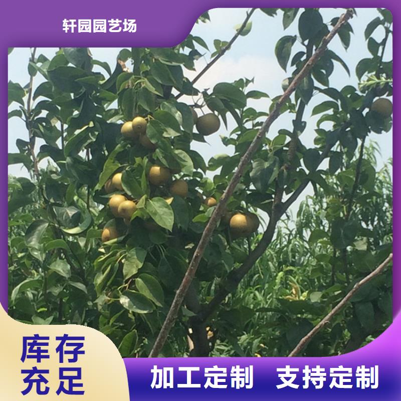 梨树_石榴树市场报价