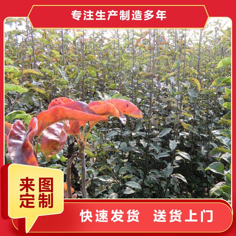 梨树【葡萄苗】匠心品质