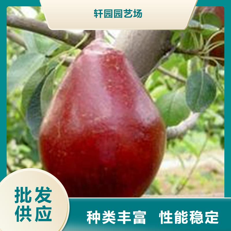 梨树樱桃苗工艺精细质保长久