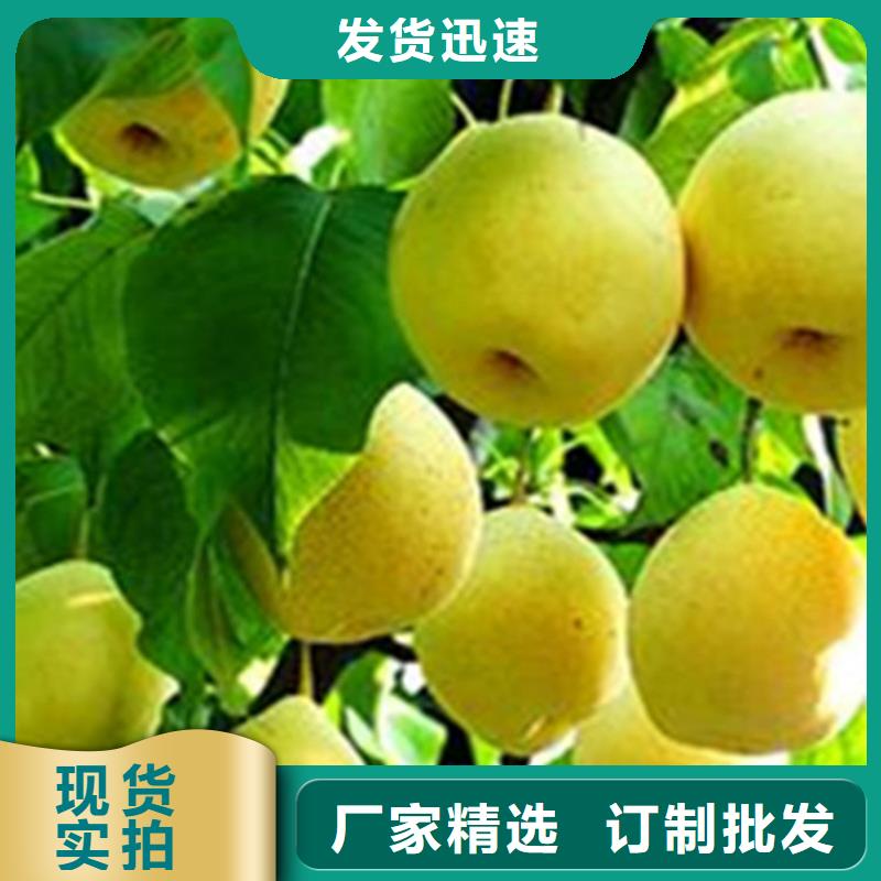 【 梨树无花果苗国标检测放心购买】由轩园为您