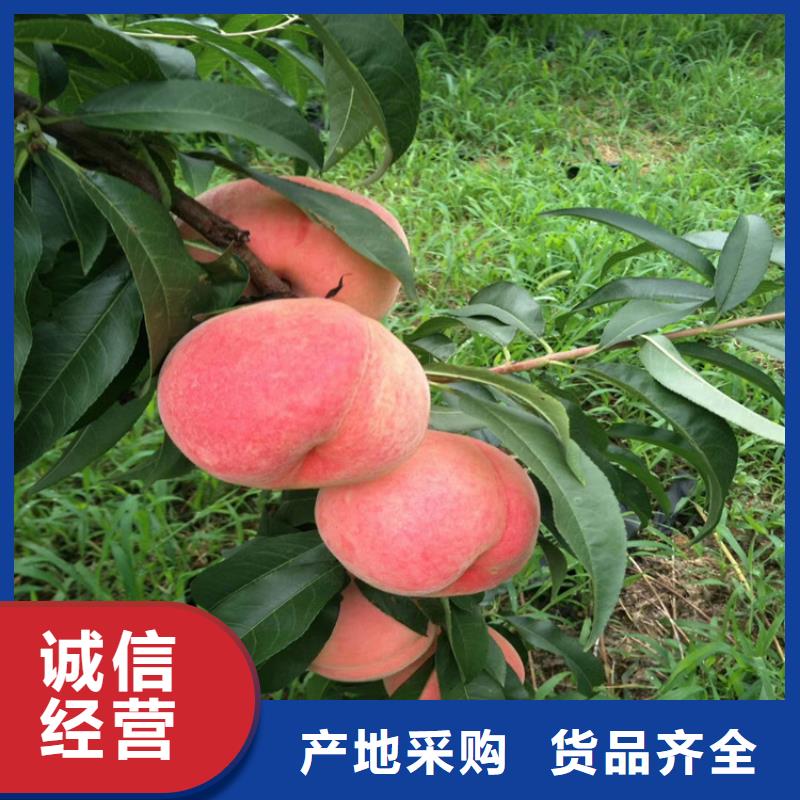 杏树苗视频-杏树苗_甘肃省武威市市场覆盖民勤|凉州|酒泉|嘉峪关|金昌|白银等