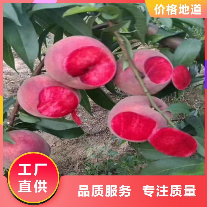 杏树苗-视频-太子河|文圣|营口|鞍山|铁岭|盘锦杏树苗工厂现货供应-轩园园艺场(辽阳市分公司)