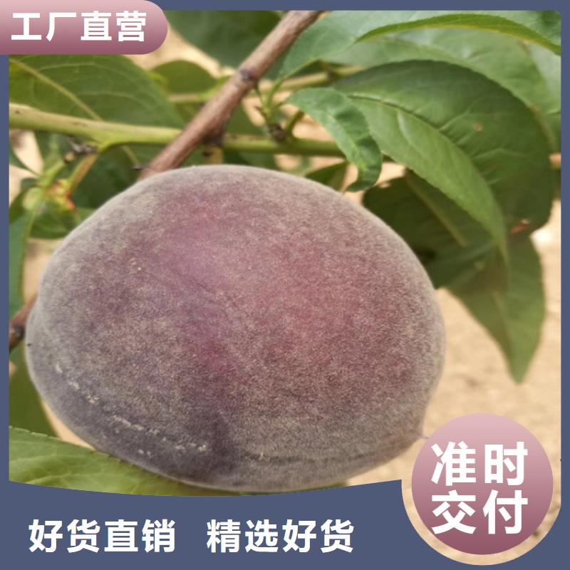 杏树苗视频-杏树苗_甘肃省武威市市场覆盖民勤|凉州|酒泉|嘉峪关|金昌|白银等
