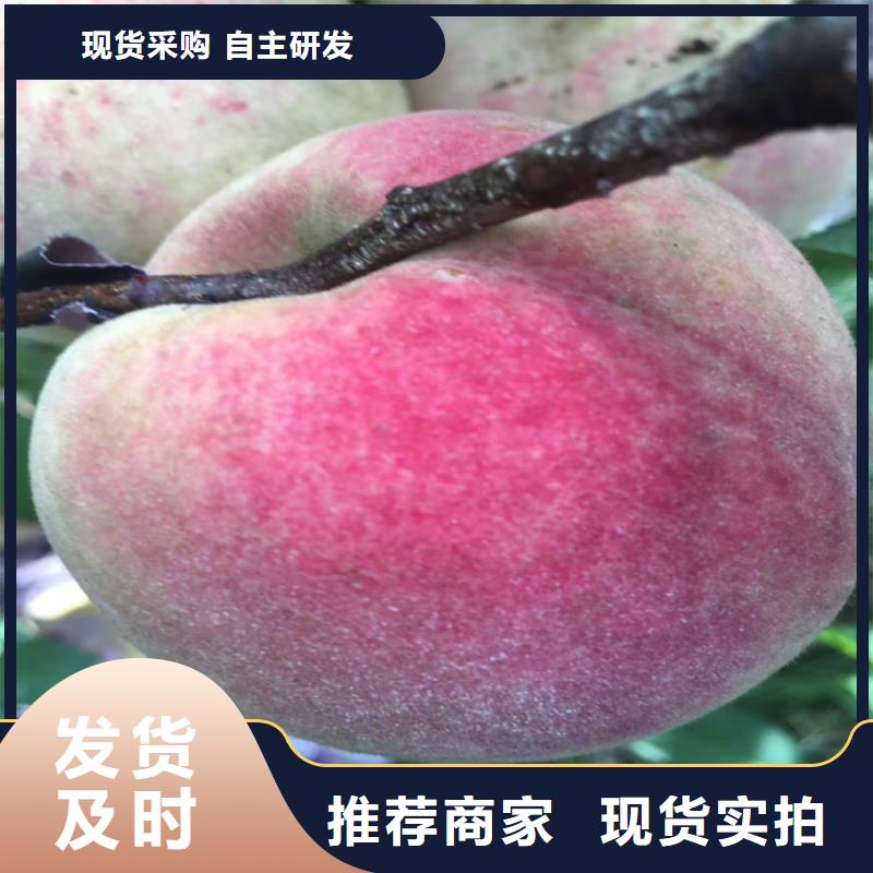 【桃石榴树厂家直销售后完善】