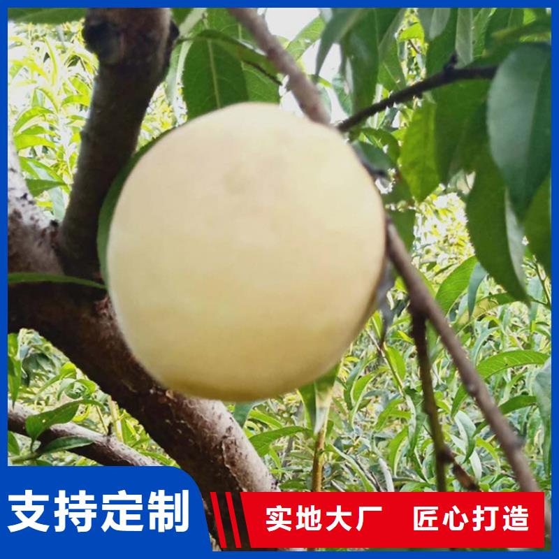 杏树苗视频-杏树苗_甘肃省武威市市场覆盖民勤|凉州|酒泉|嘉峪关|金昌|白银等