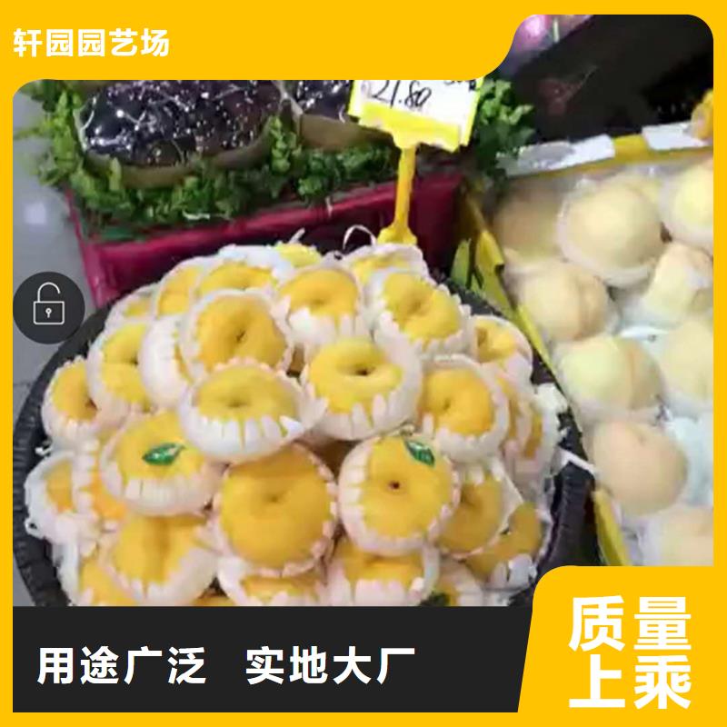 杏树苗-视频-太子河|文圣|营口|鞍山|铁岭|盘锦杏树苗工厂现货供应-轩园园艺场(辽阳市分公司)