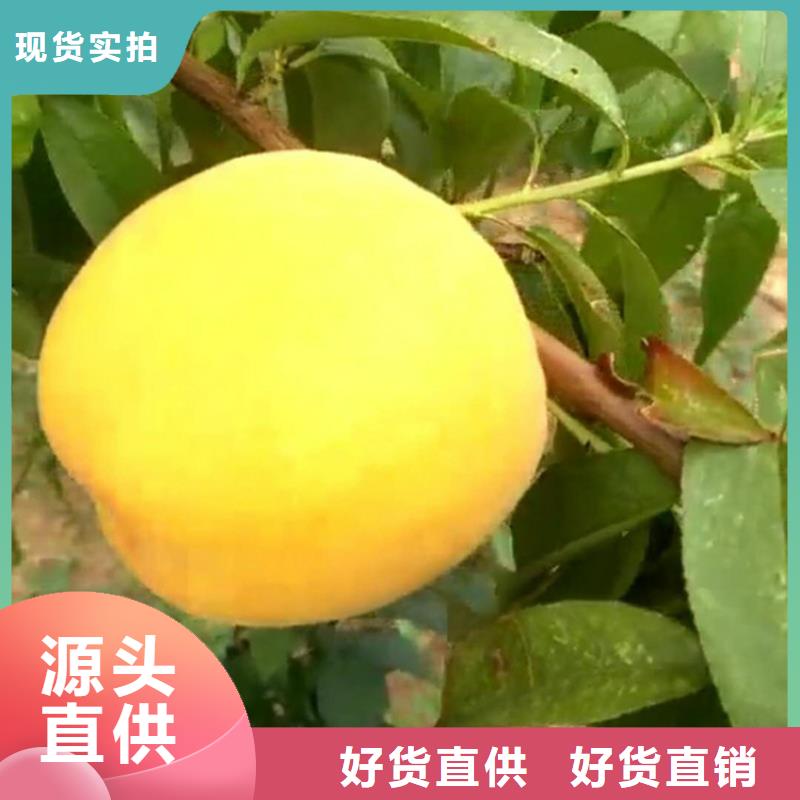 杏树苗视频-杏树苗_甘肃省武威市市场覆盖民勤|凉州|酒泉|嘉峪关|金昌|白银等