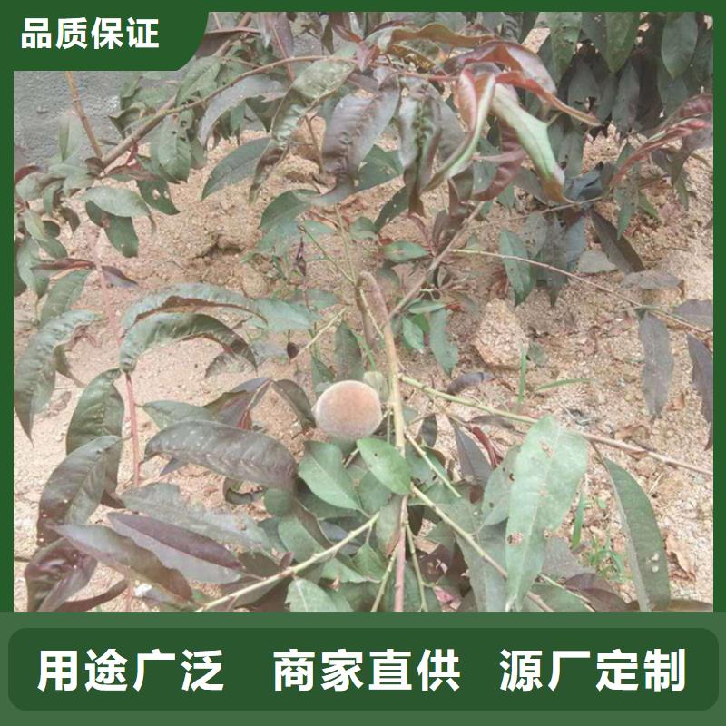 杏树苗-视频-太子河|文圣|营口|鞍山|铁岭|盘锦杏树苗工厂现货供应-轩园园艺场(辽阳市分公司)