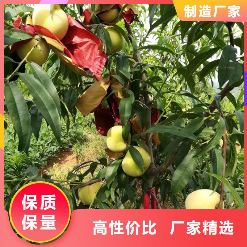 【桃石榴树厂家直销售后完善】