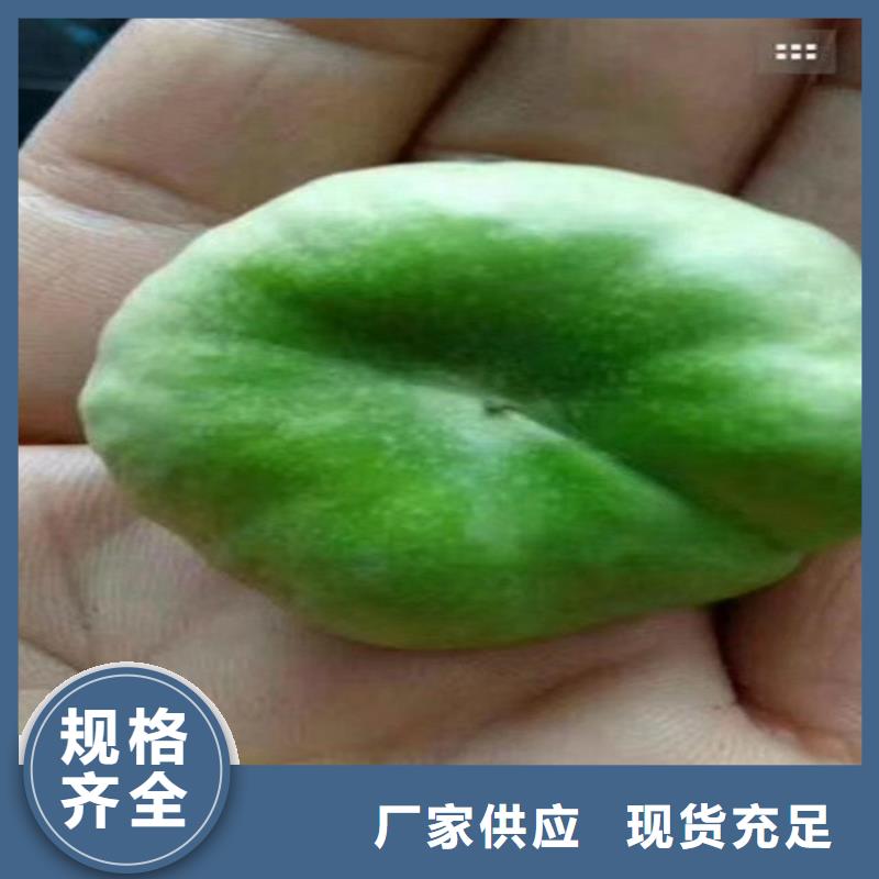 杏树苗视频-杏树苗_甘肃省武威市市场覆盖民勤|凉州|酒泉|嘉峪关|金昌|白银等