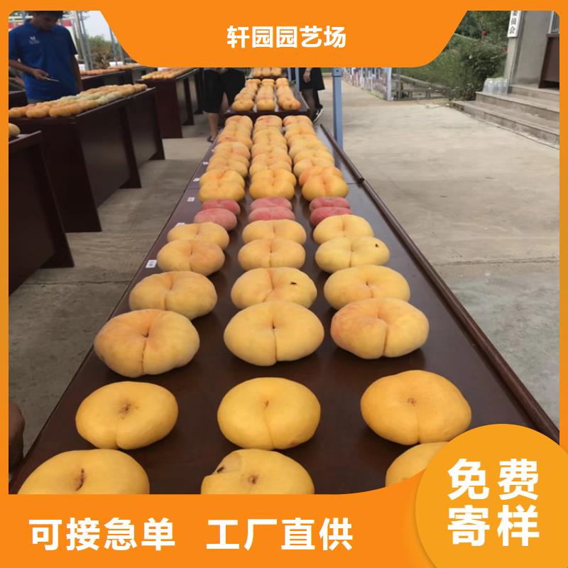 桃_苹果苗专注生产制造多年