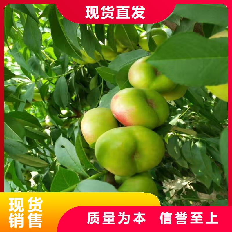 桃梨树苗真实拍摄品质可靠