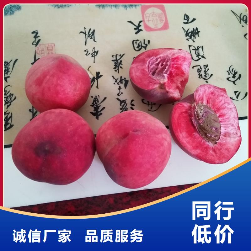 【桃石榴树厂家直销售后完善】