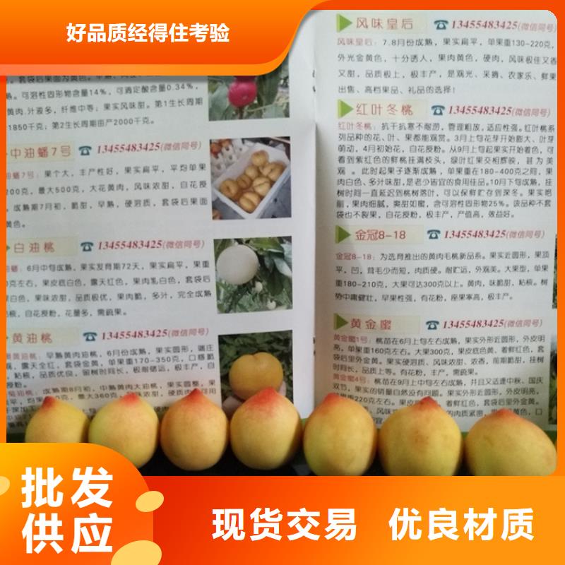 杏树苗视频-杏树苗_甘肃省武威市市场覆盖民勤|凉州|酒泉|嘉峪关|金昌|白银等