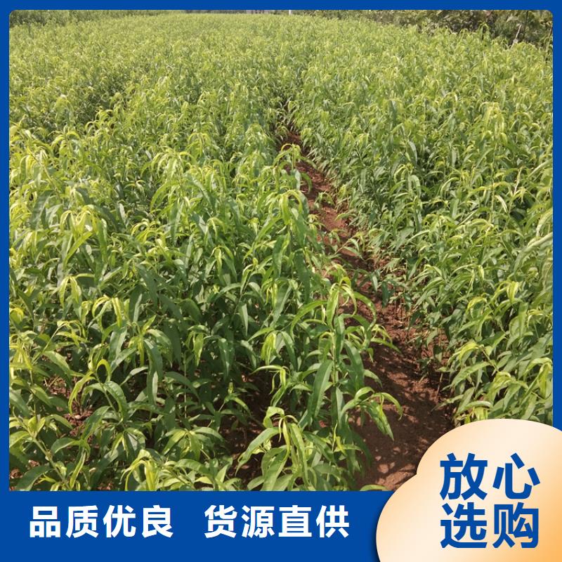 杏树苗-视频-太子河|文圣|营口|鞍山|铁岭|盘锦杏树苗工厂现货供应-轩园园艺场(辽阳市分公司)