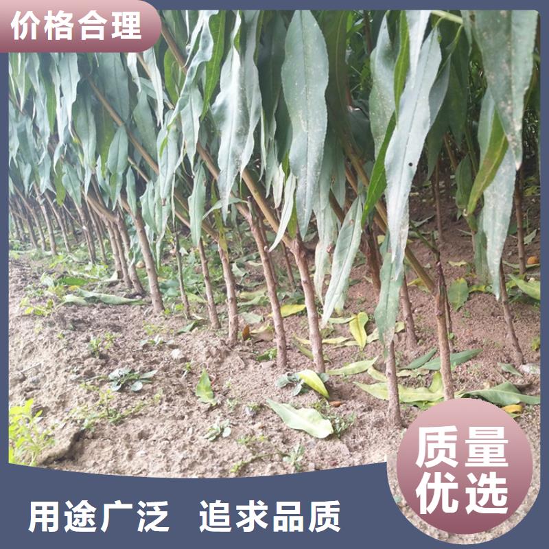 桃梨树苗真实拍摄品质可靠