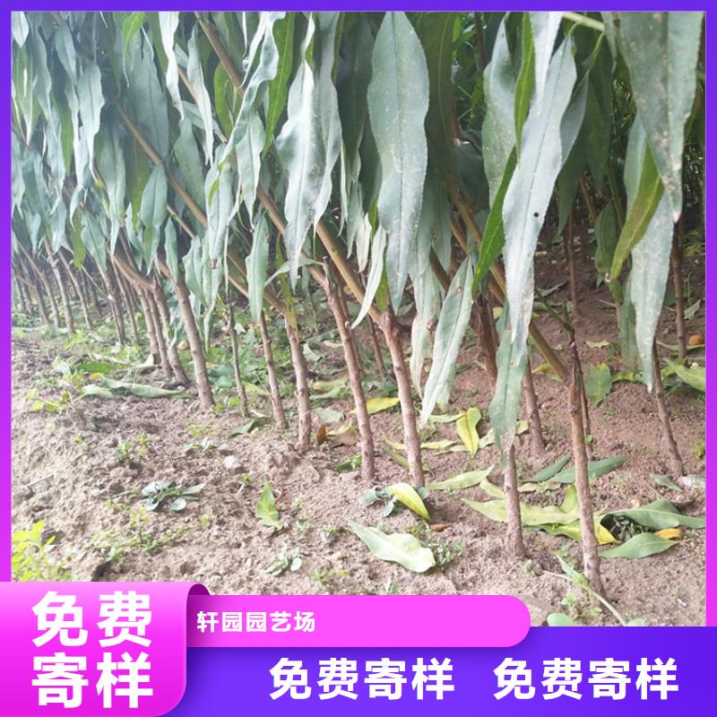 杏树苗-视频-太子河|文圣|营口|鞍山|铁岭|盘锦杏树苗工厂现货供应-轩园园艺场(辽阳市分公司)