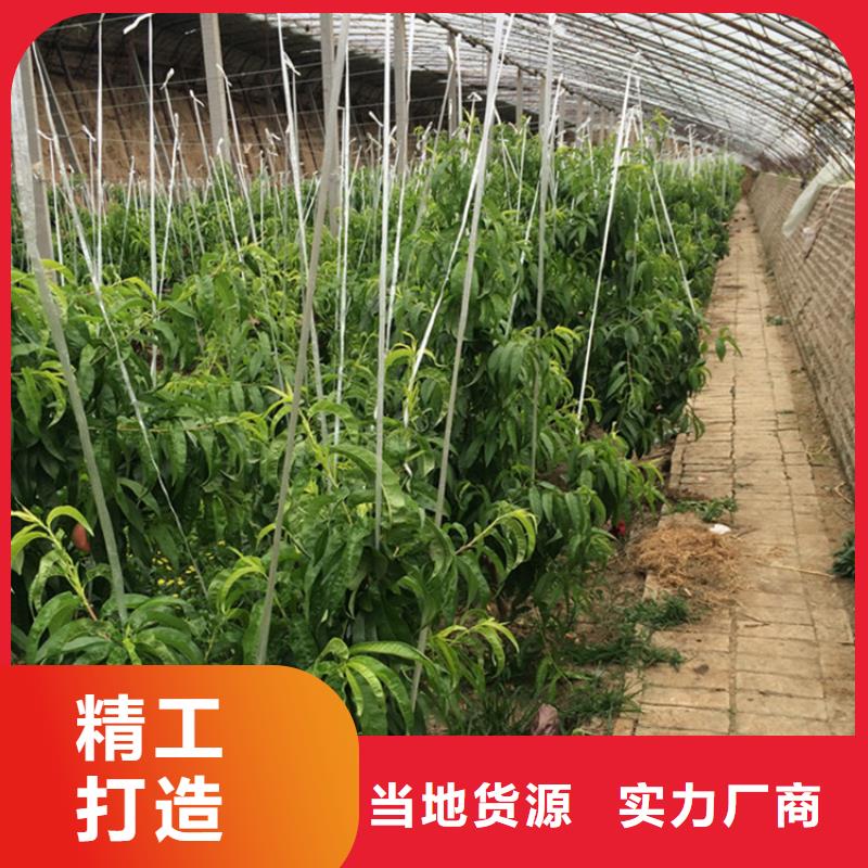 桃梨树苗真实拍摄品质可靠