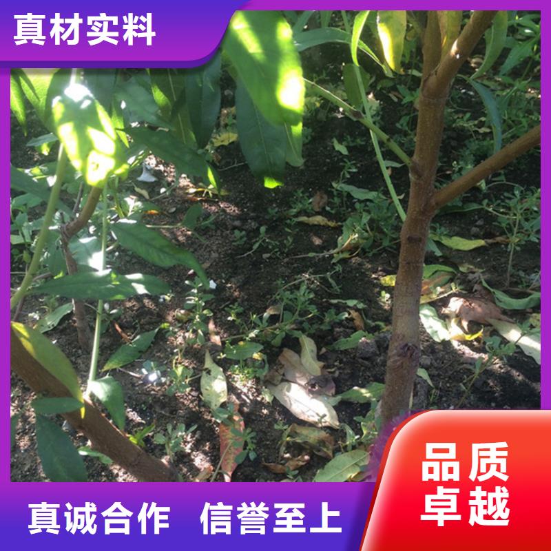 杏树苗视频-杏树苗_甘肃省武威市市场覆盖民勤|凉州|酒泉|嘉峪关|金昌|白银等