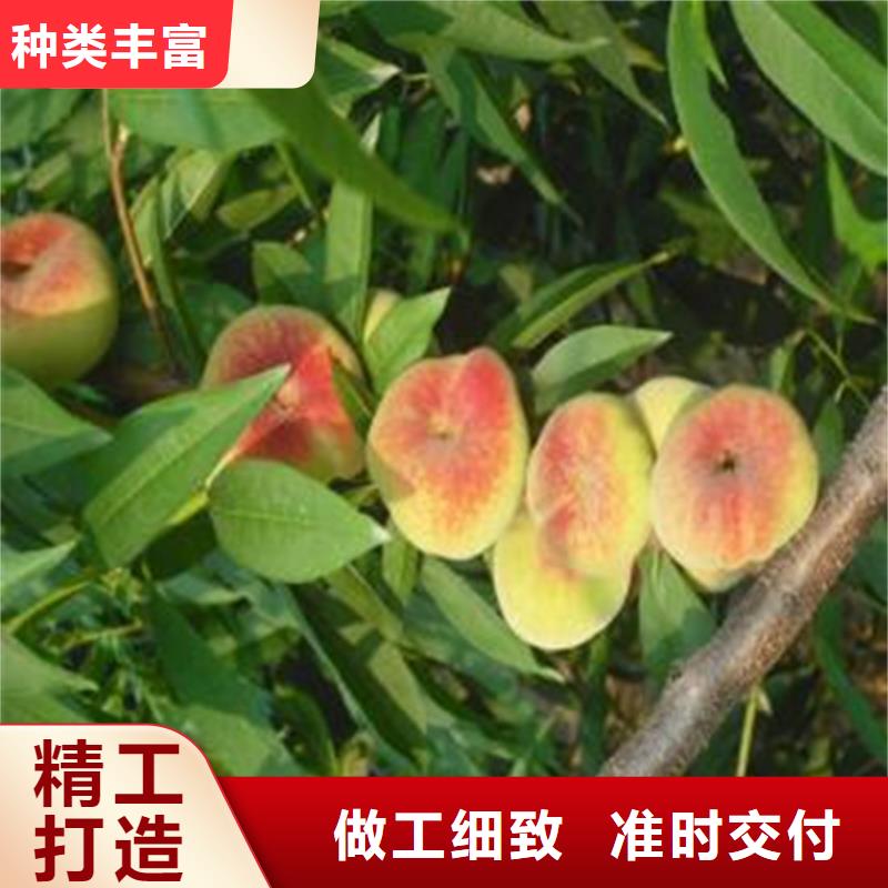 杏树苗视频-杏树苗_甘肃省武威市市场覆盖民勤|凉州|酒泉|嘉峪关|金昌|白银等