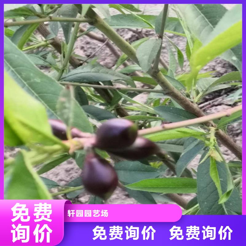 桃梨树苗真实拍摄品质可靠