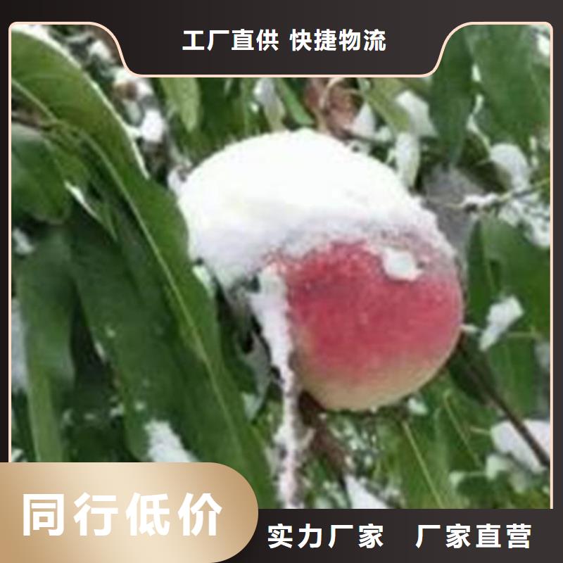 【桃石榴树厂家直销售后完善】