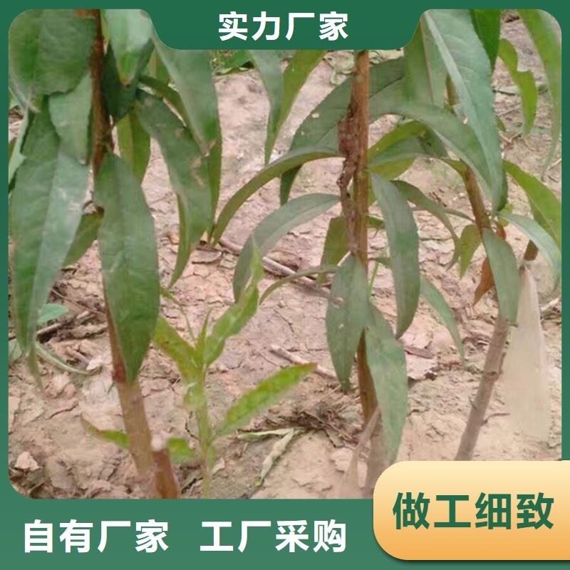 桃梨树苗真实拍摄品质可靠