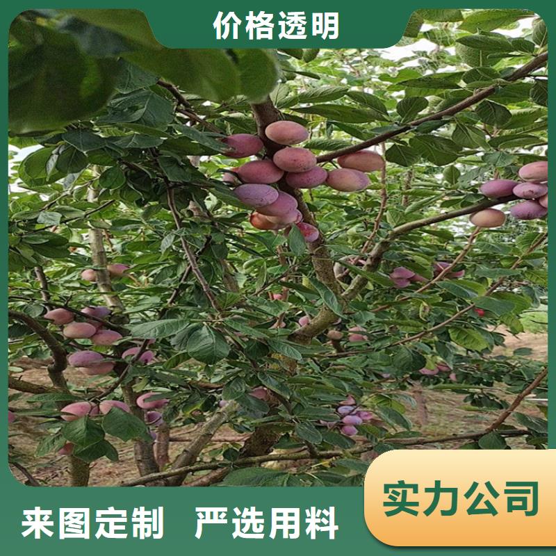 【李子】-猕猴桃苗发货及时_轩园园艺场(信阳市分公司)