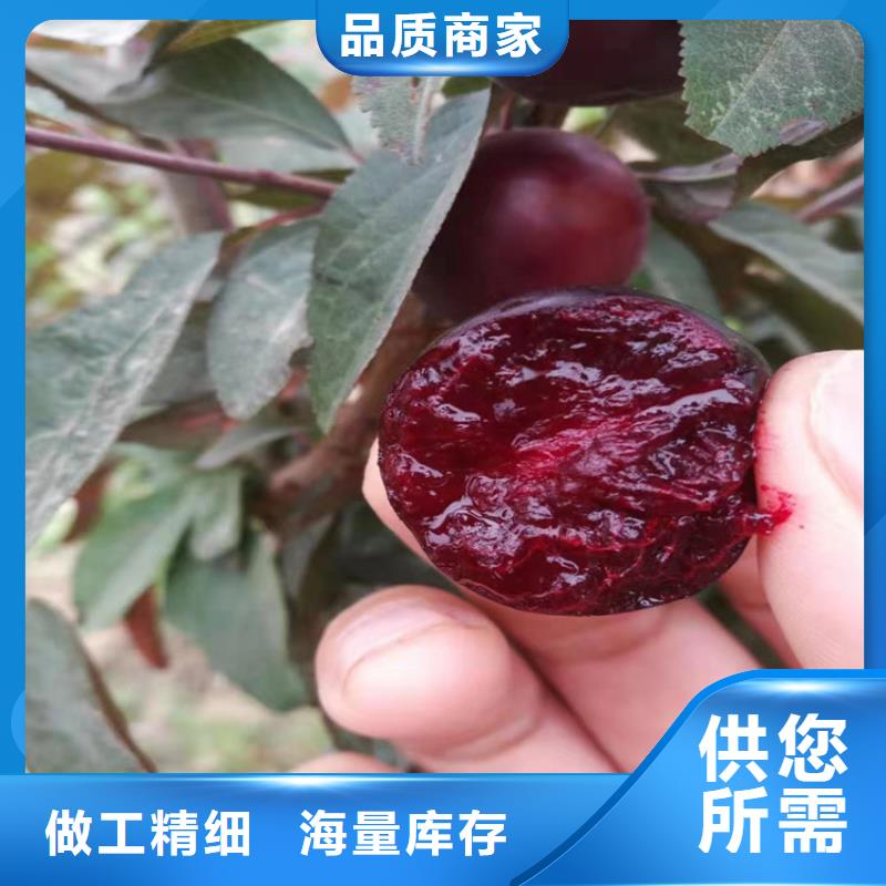 李子_樱桃苗厂家质量过硬