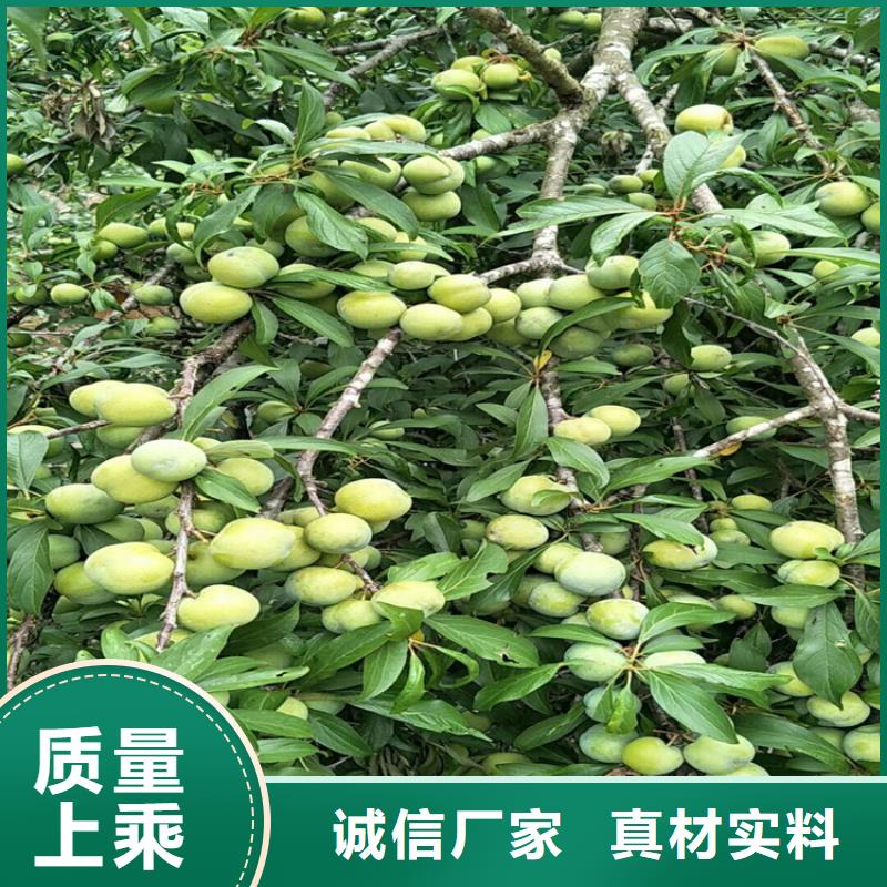 李子-桃树苗应用范围广泛