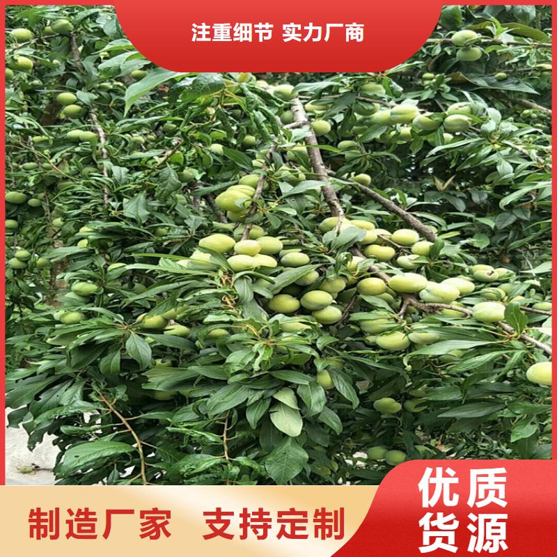李子嘎啦苹果优质原料