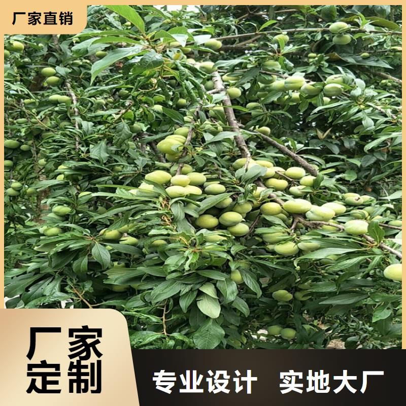 李子石榴树联系厂家