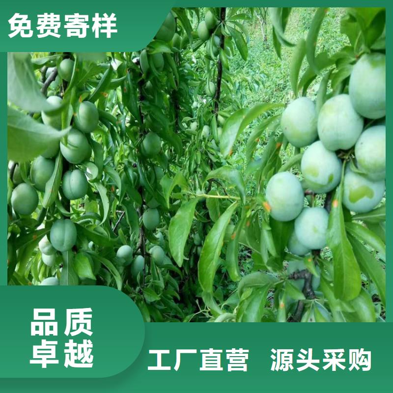 【李子】-猕猴桃苗发货及时_轩园园艺场(信阳市分公司)
