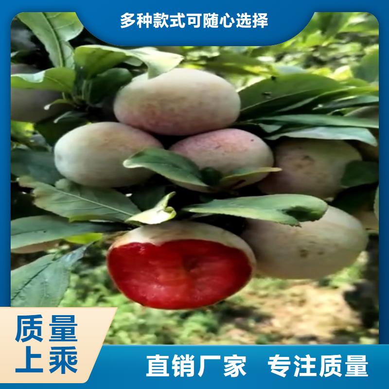 李子苹果苗一站式供应厂家